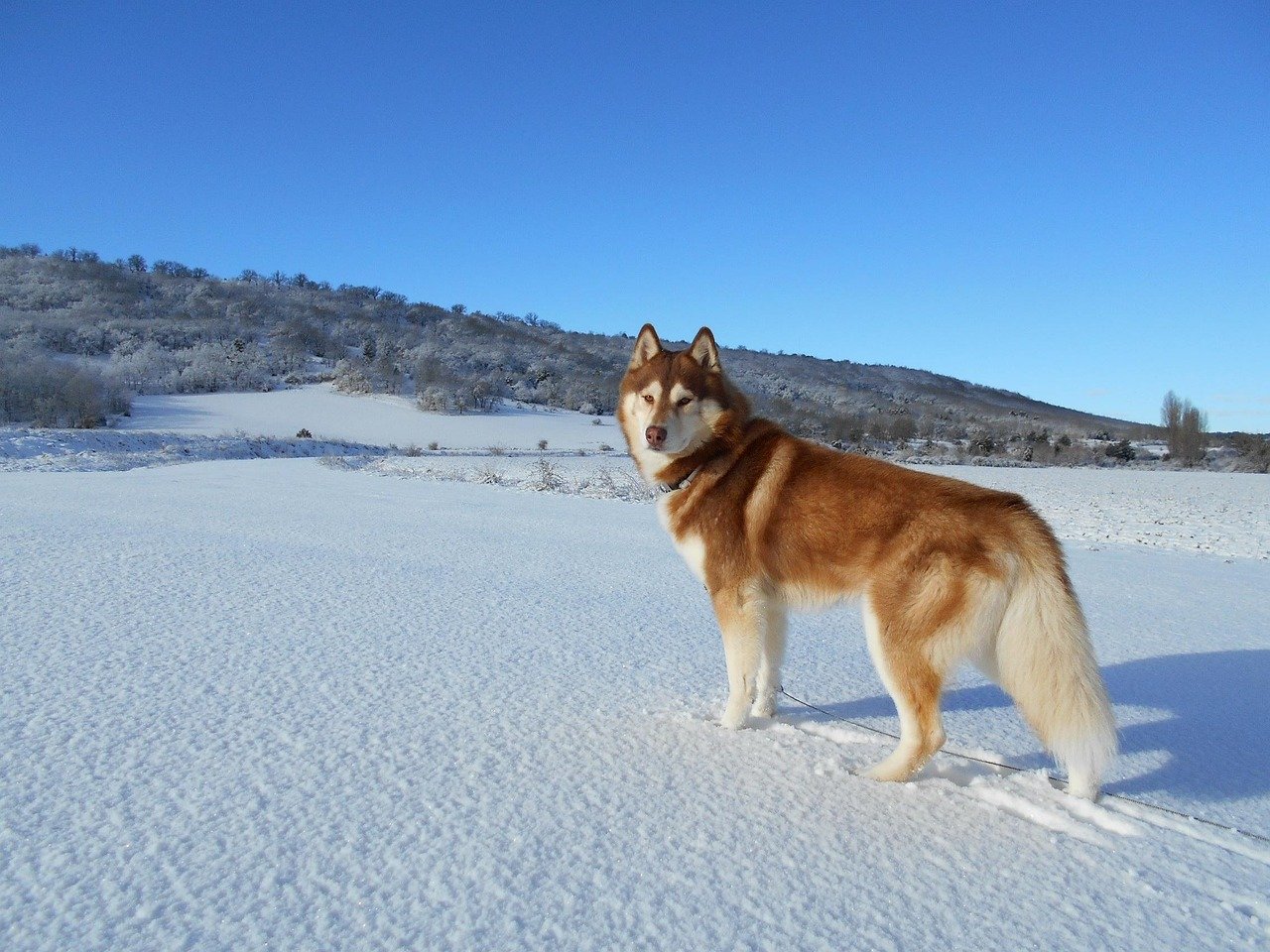 Siberian Husky: The Adventurous Explorer (image credits: pixabay)