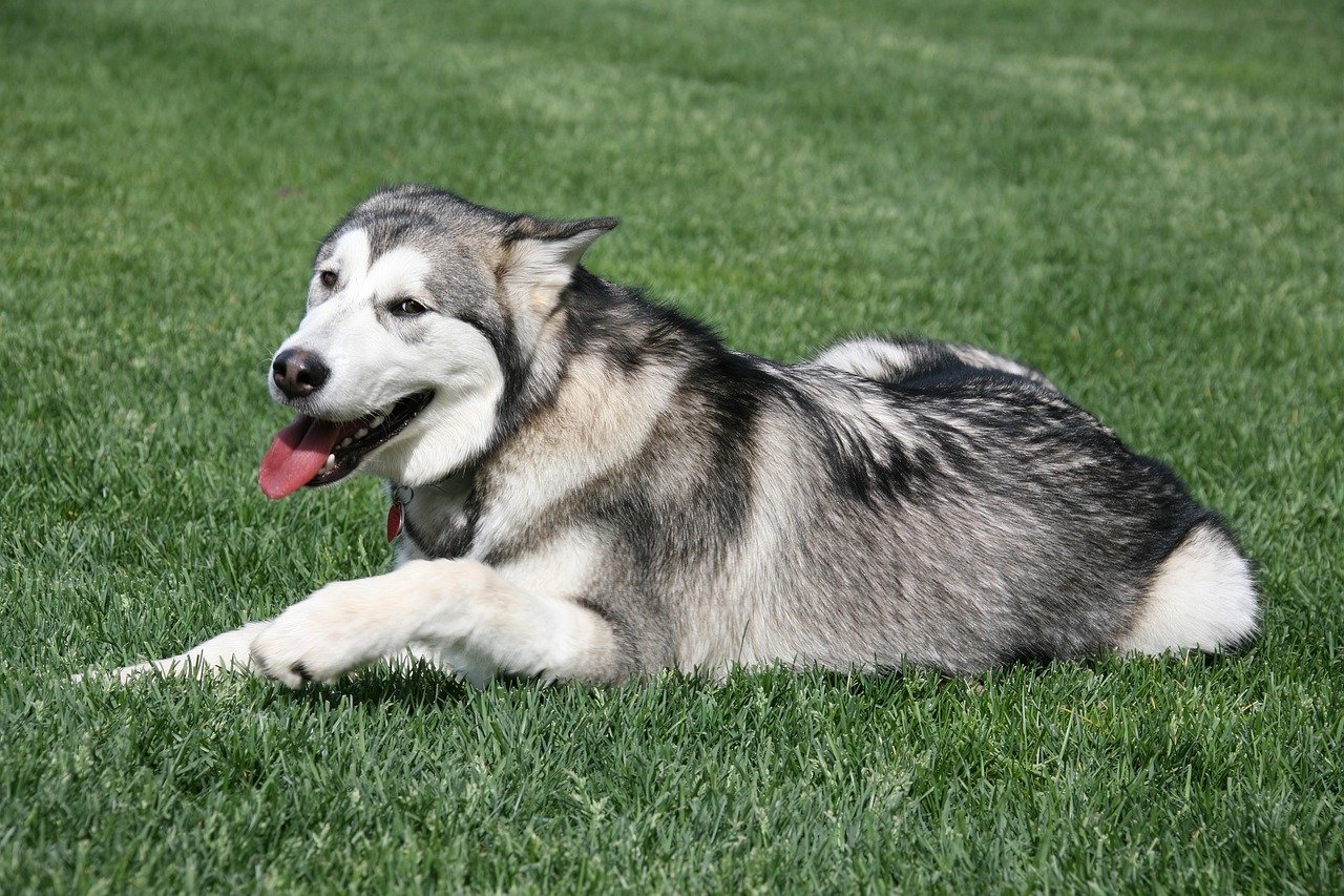 Alaskan Malamute: The Strong Sled Dog (image credits: pixabay)
