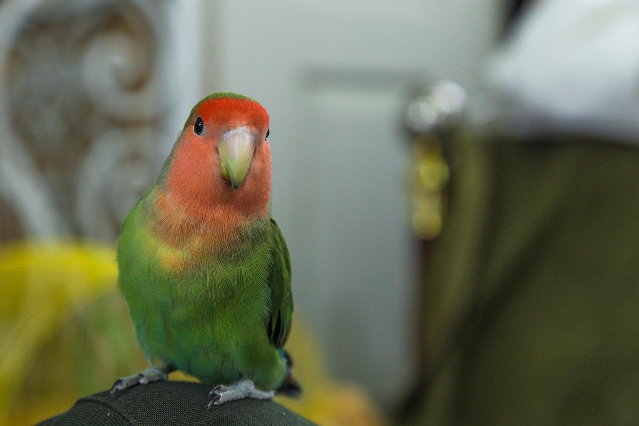 4. Lovebirds: The Affectionate Pairs (image credits: pixabay)
