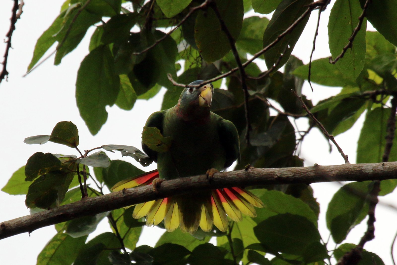 5. Amazon Parrots: The Lively Entertainers (image credits: wikimedia)