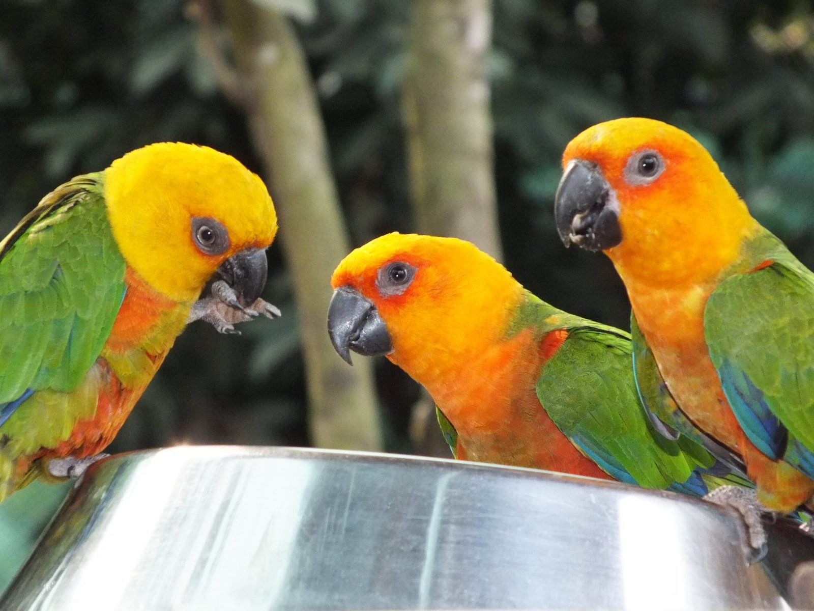 8. Conures: The Vibrant Performers (image credits: wikimedia)
