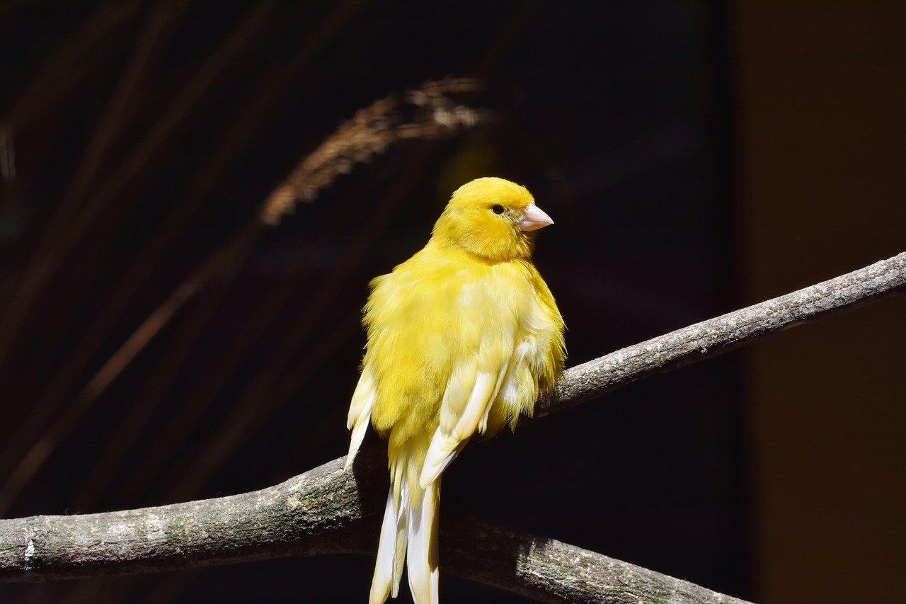 9. Canaries: The Melodious Singers (image credits: pixabay)