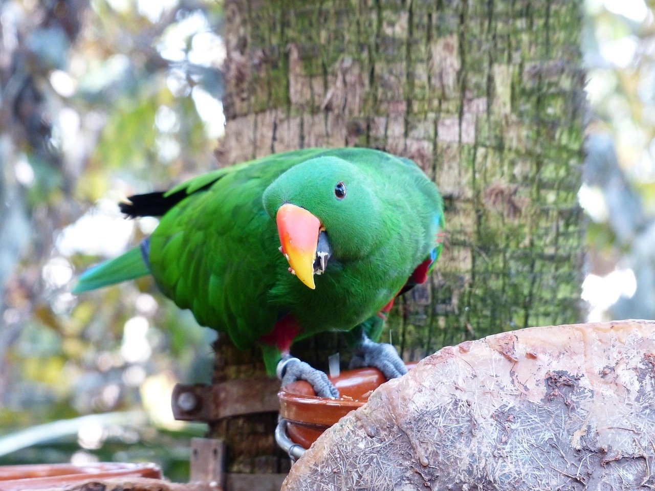 11. Eclectus Parrots: The Gentle Beauties (image credits: pixabay)