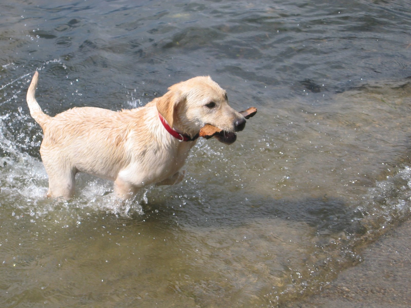 Labrador Retriever: The Energetic Companion (image credits: wikimedia)