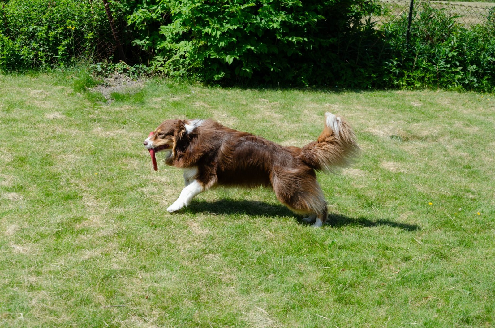 Australian Shepherd: The Spirited Trailblazer (image credits: wikimedia)
