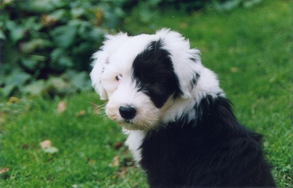 Old English Sheepdog: The Shaggy Herdsman (image credits: wikimedia)