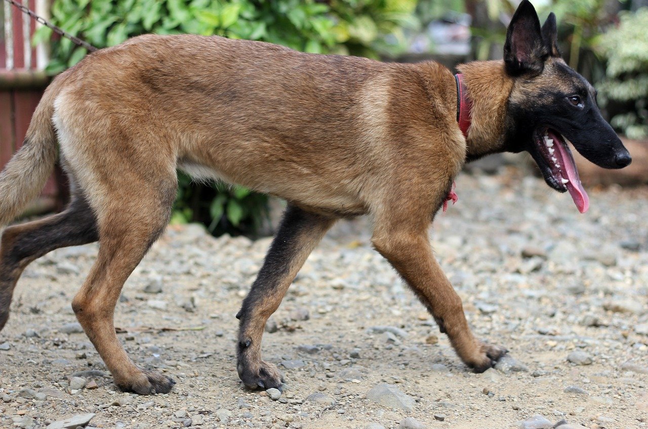 Belgian Malinois: The Agile Herding Machine (image credits: pixabay)