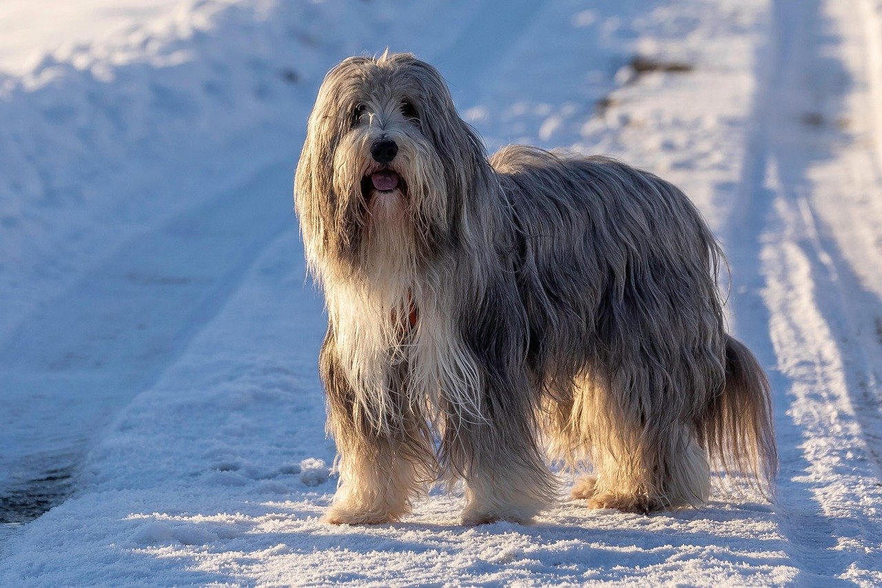 Bearded Collie: The Energetic Herding Companion (image credits: pixabay)