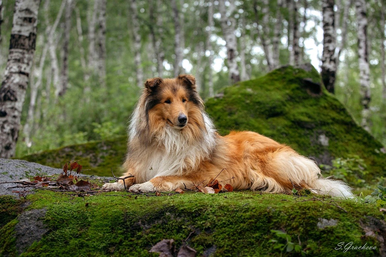 Collie: The Classic Shepherd's Helper (image credits: pixabay)