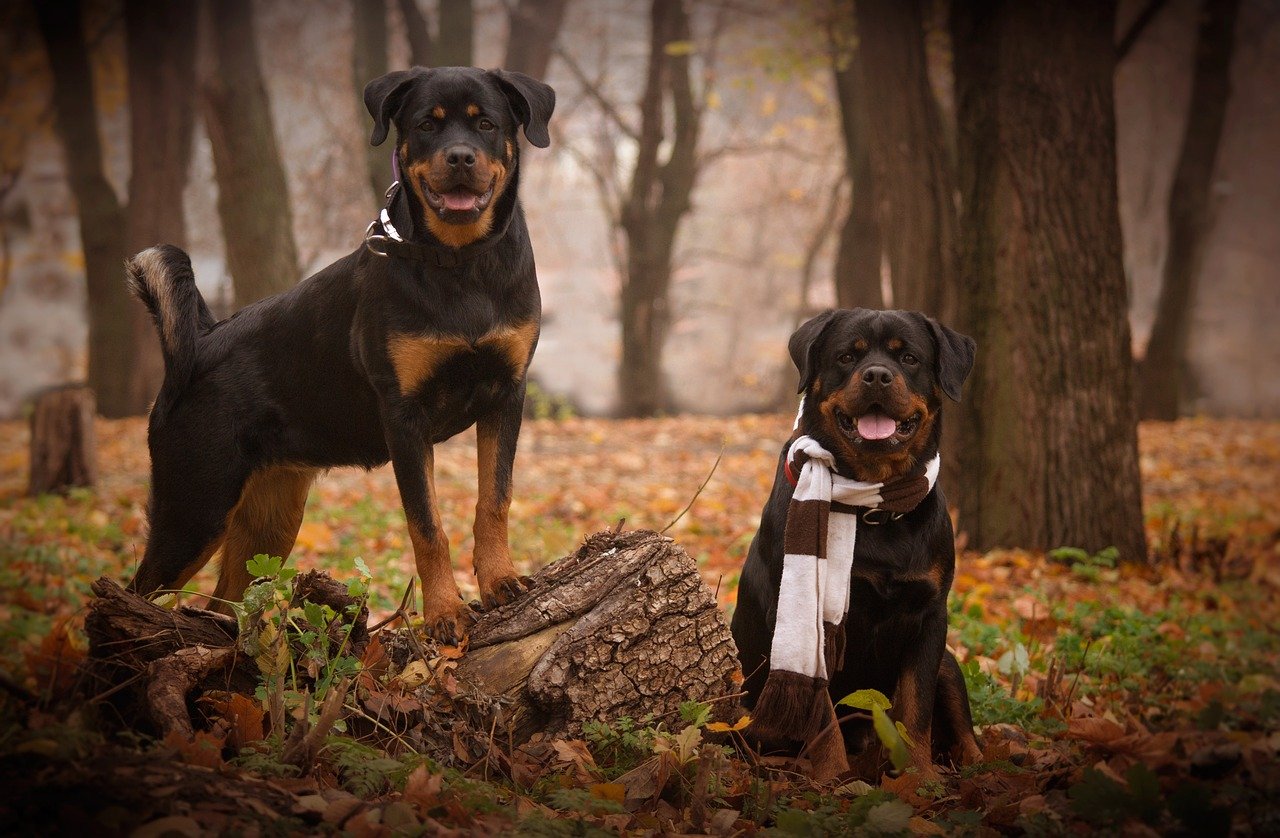 Rottweiler: The Guardian with a Herding Past (image credits: pixabay)