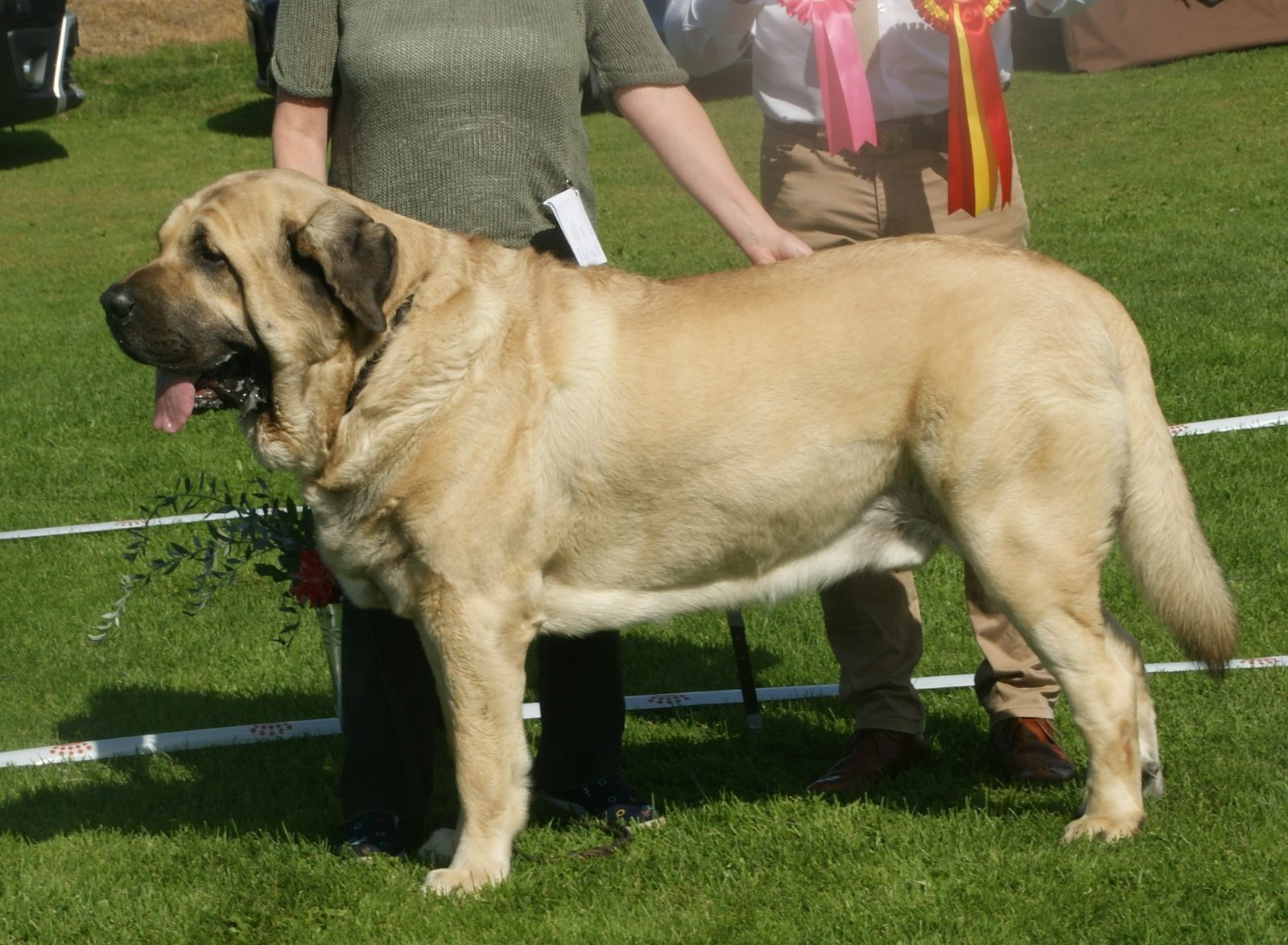 Spanish Mastiff: The Gentle Guardian (image credits: wikimedia)