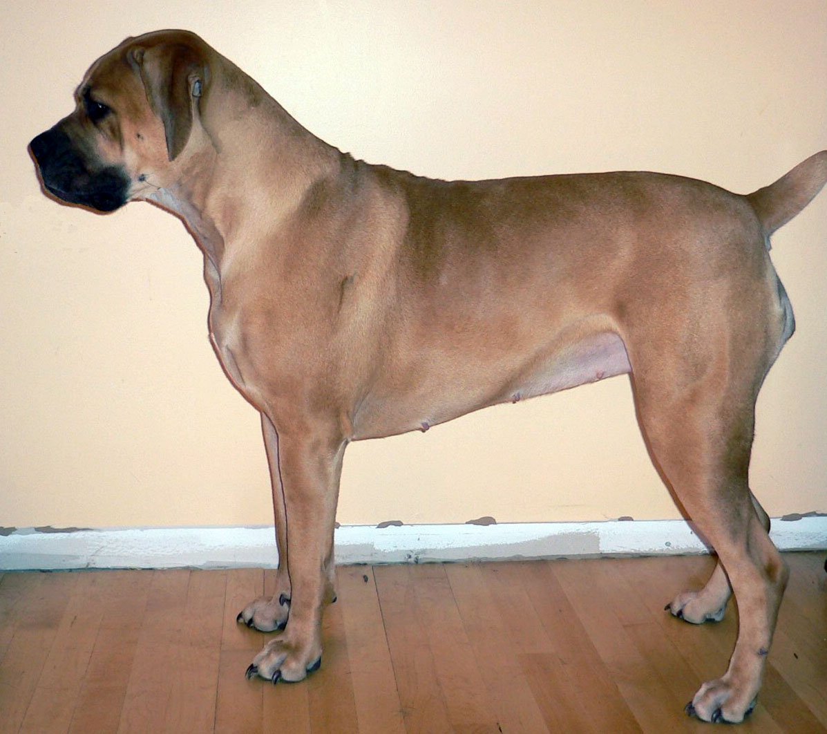 Boerboel: The South African Protector (image credits: wikimedia)