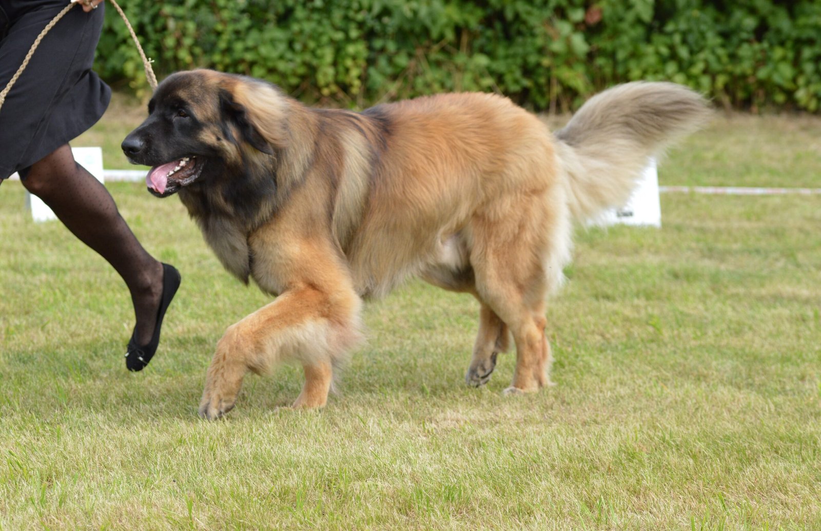 Leonberger: The Gentle Giant with a Protective Nature (image credits: wikimedia)