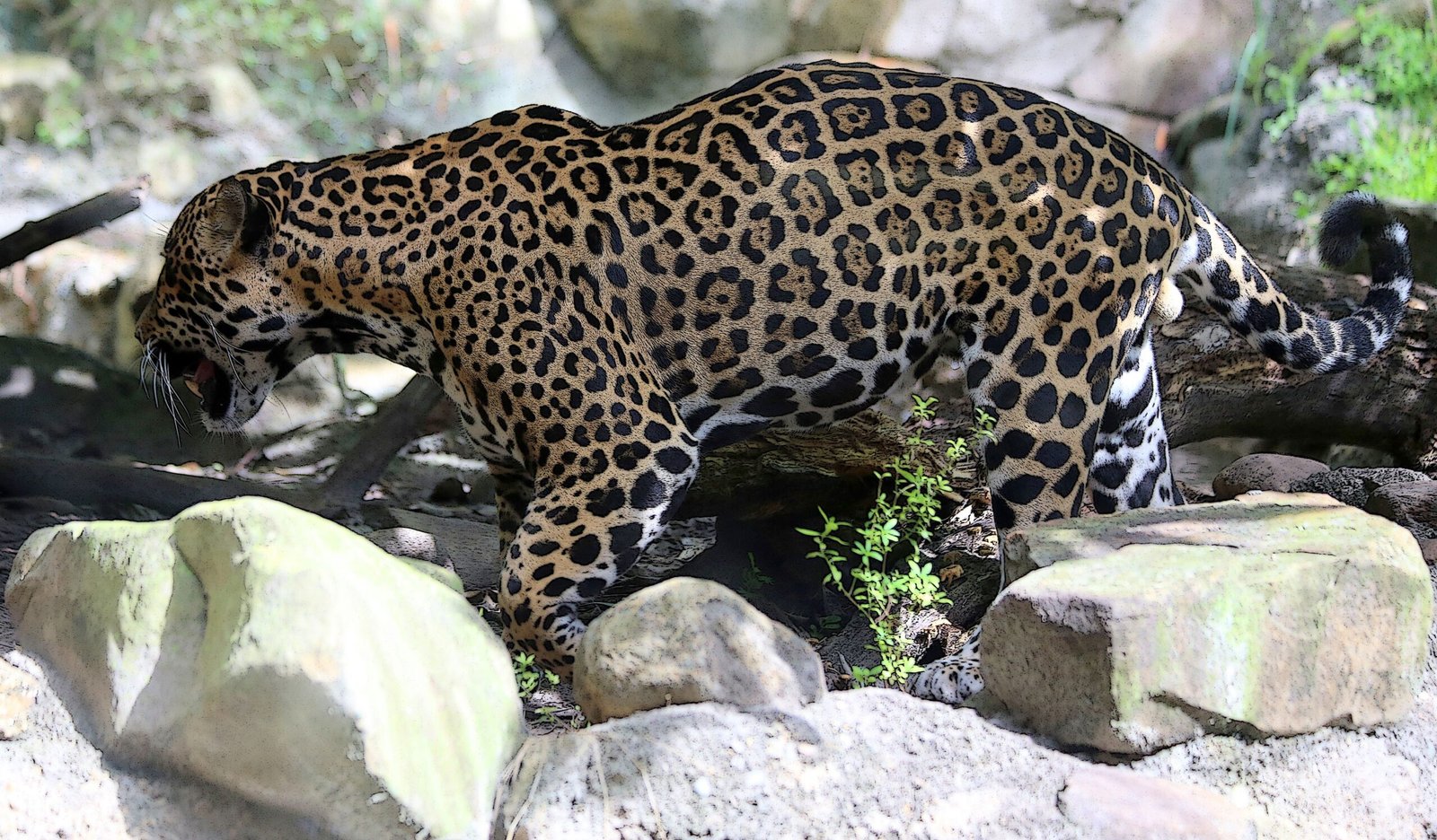 Powerful Predators (image credits: wikimedia)