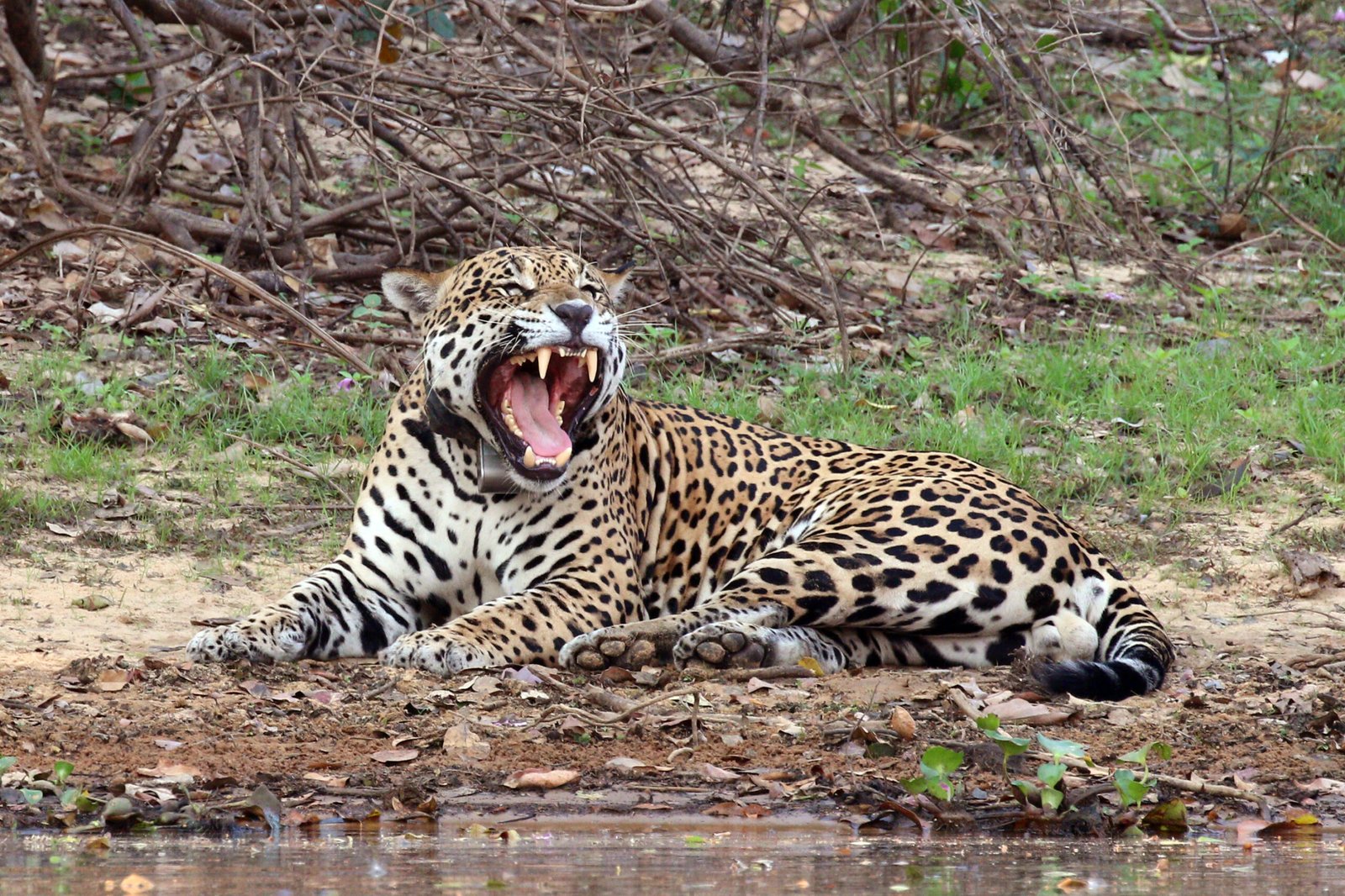 A Unique Roar (image credits: wikimedia)
