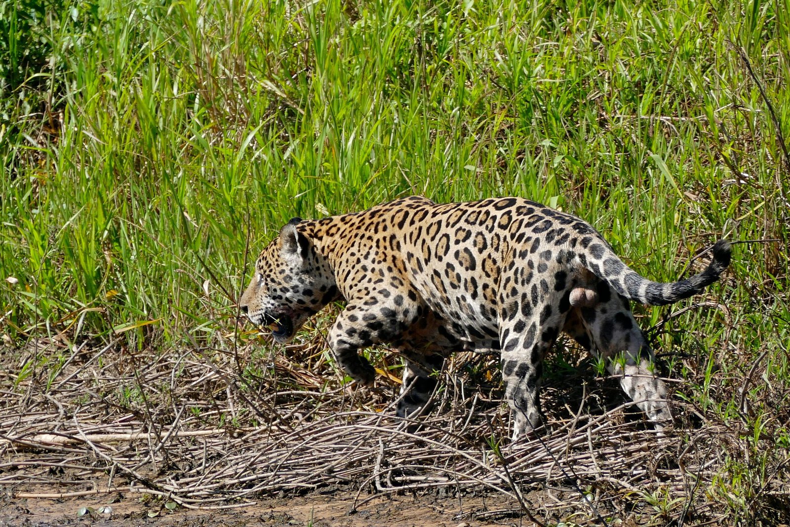 Wide Range of Prey (image credits: wikimedia)