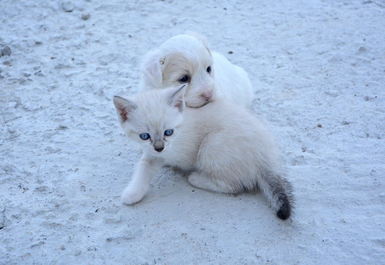 Introducing Them Slowly and Carefully (image credits: pixabay)