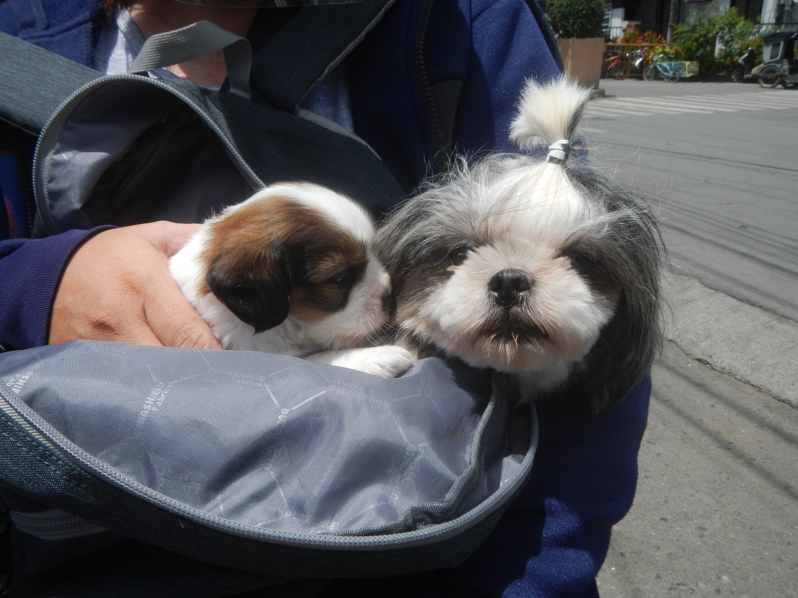 Socialization and Interaction (image credits: wikimedia)