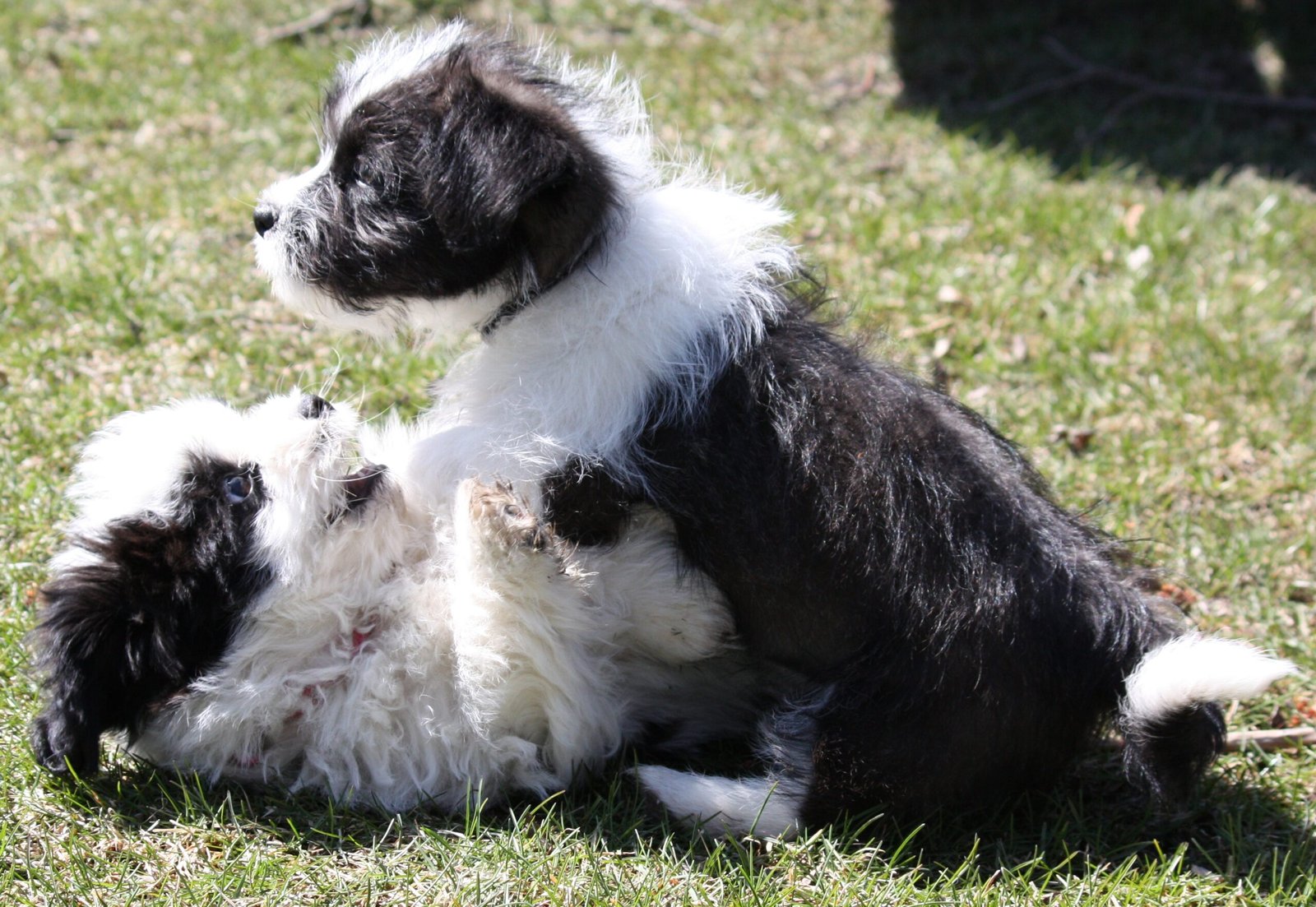 Training and Intelligence (image credits: wikimedia)