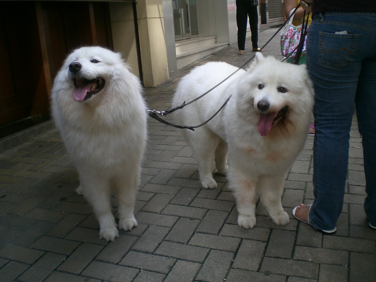 Physical Health: The Foundation of a Happy Dog (image credits: wikimedia)