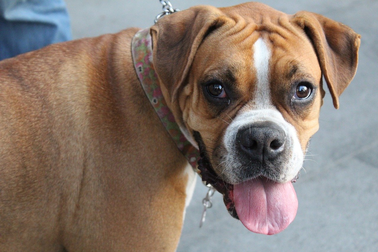 The Energetic Boxer (image credits: pixabay)