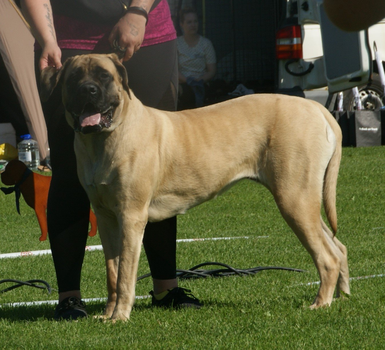 The Gentle Giant Mastiff (image credits: wikimedia)