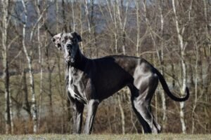 10 Large Dog Breeds That Can Be Trouble Without You Asserting Your Authority