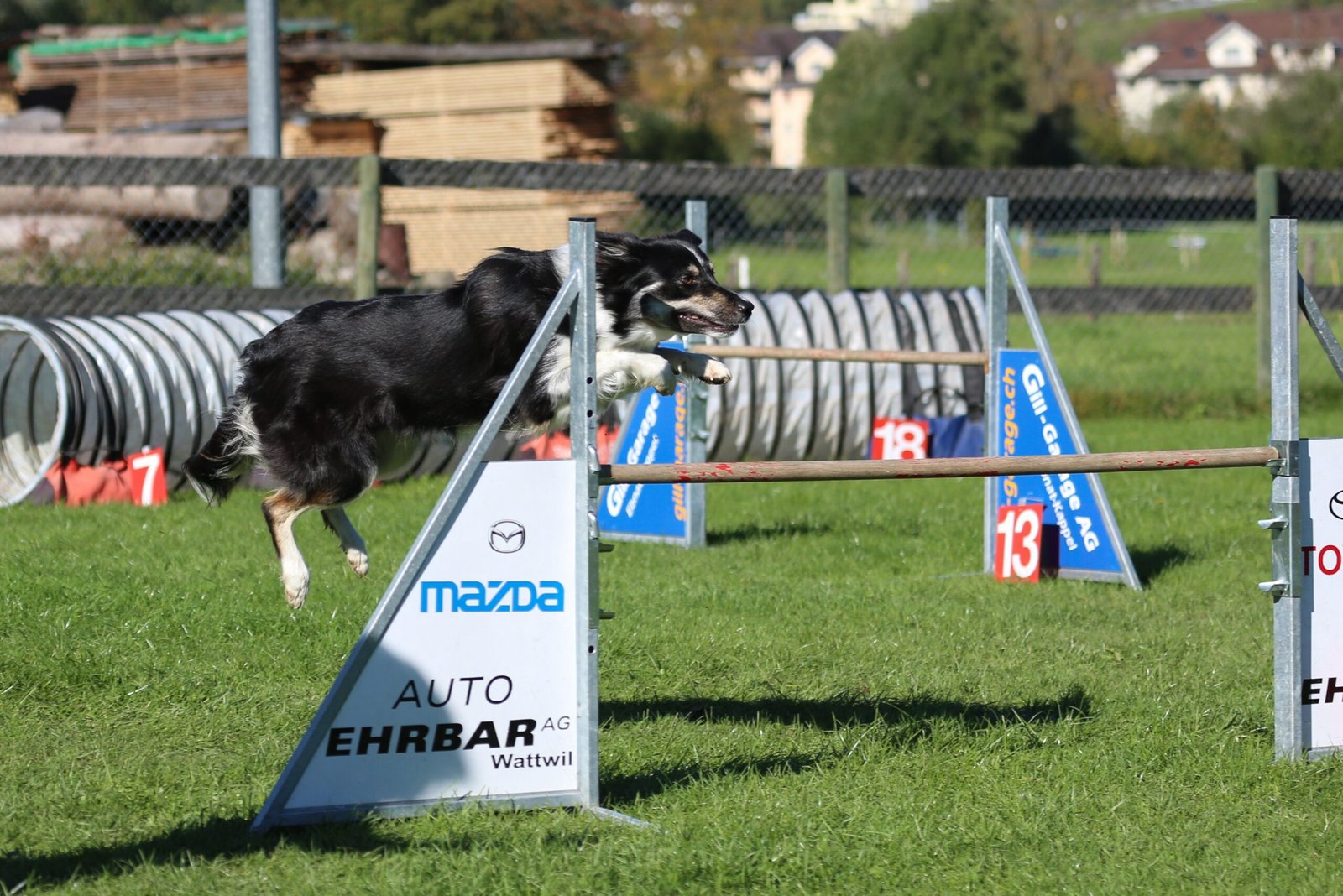 Incredible Agility (image credits: wikimedia)