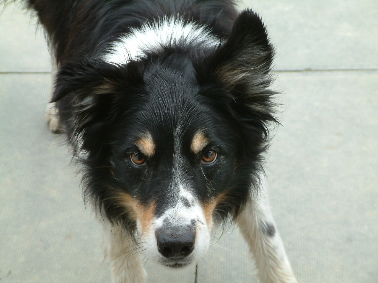 Sharp Focus (image credits: wikimedia)