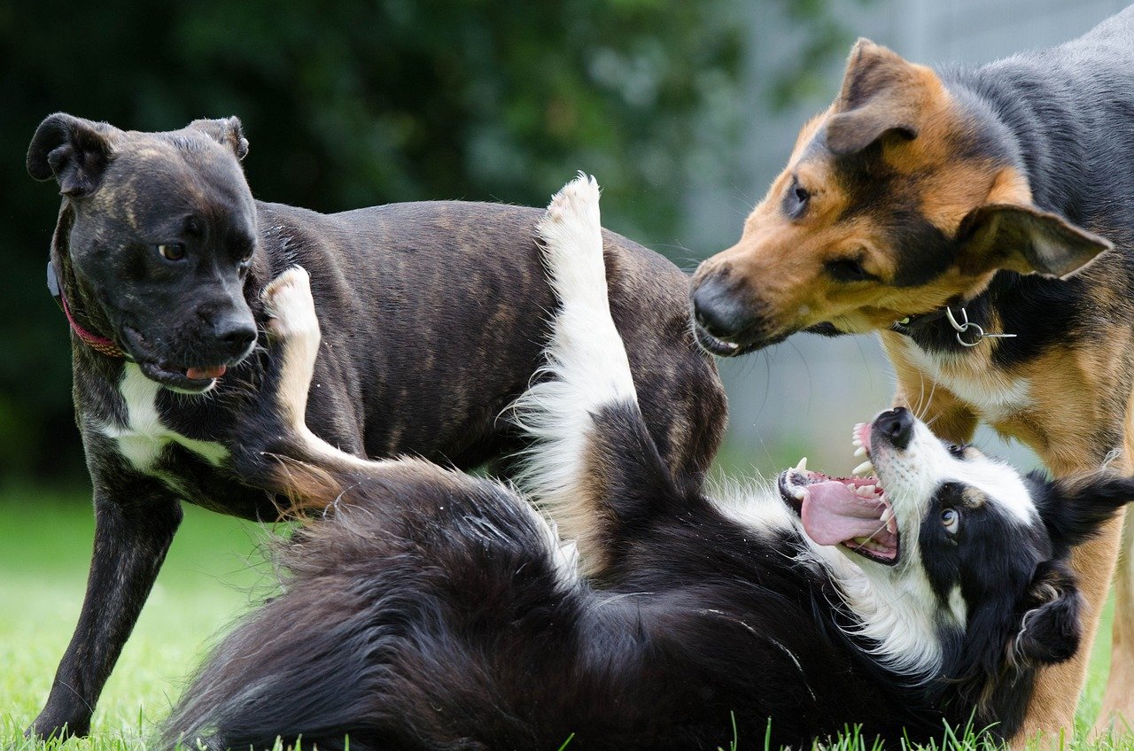 12 Facts That Explain Why Border Collies are So Special