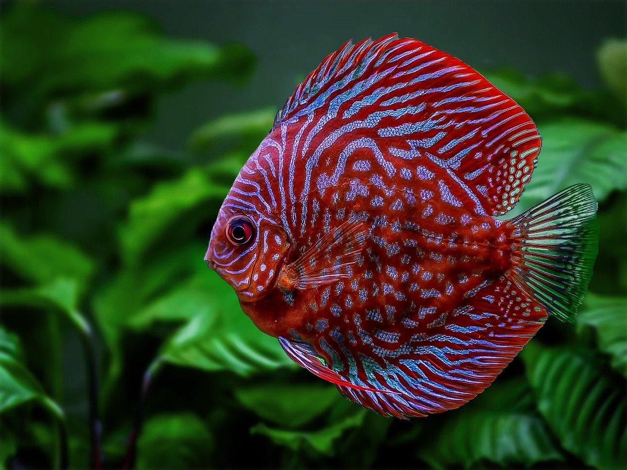 Discus Fish: The Circular Wonders (image credits: pixabay)