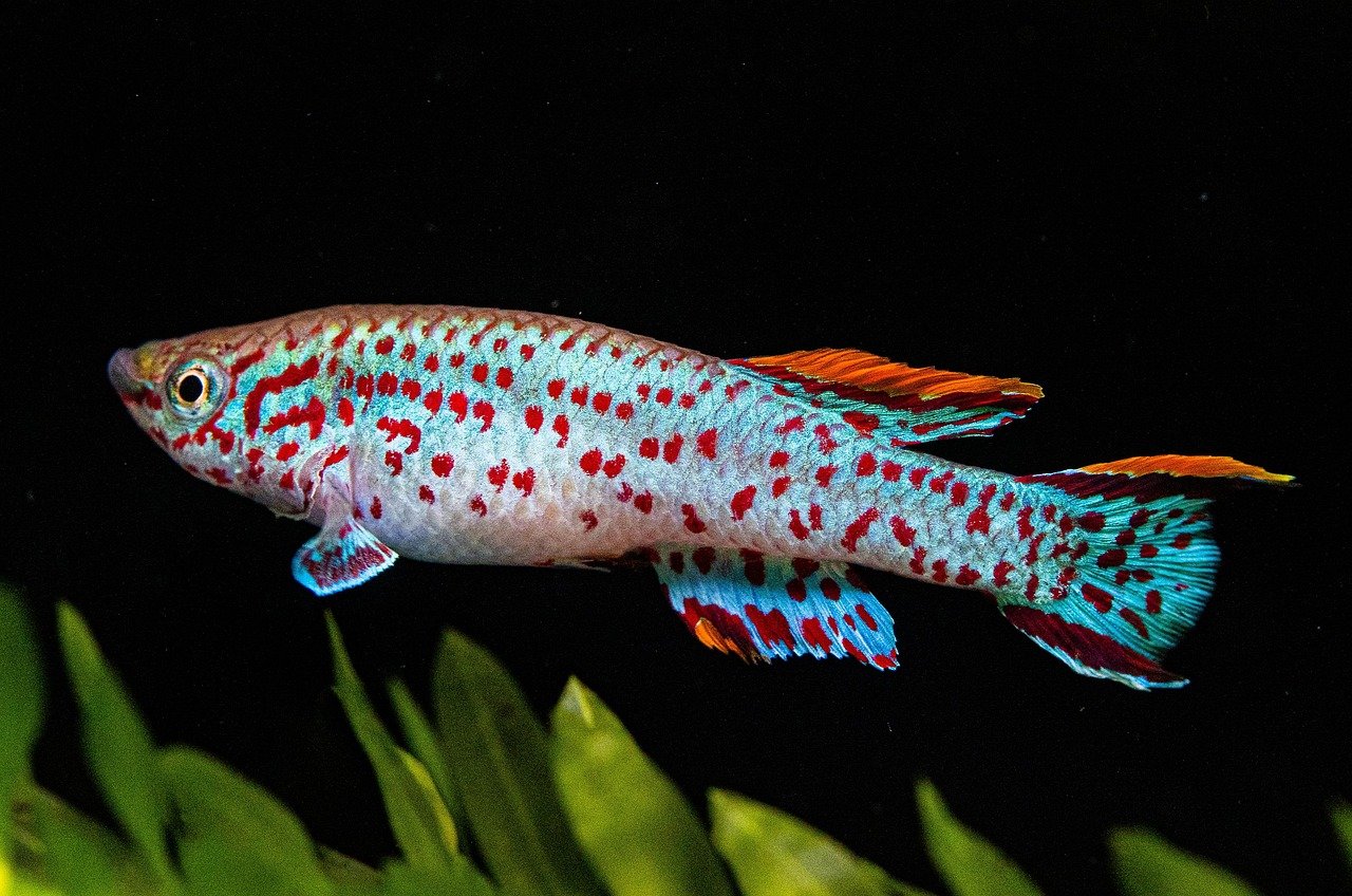 Killifish: The Colorful Nomads (image credits: pixabay)
