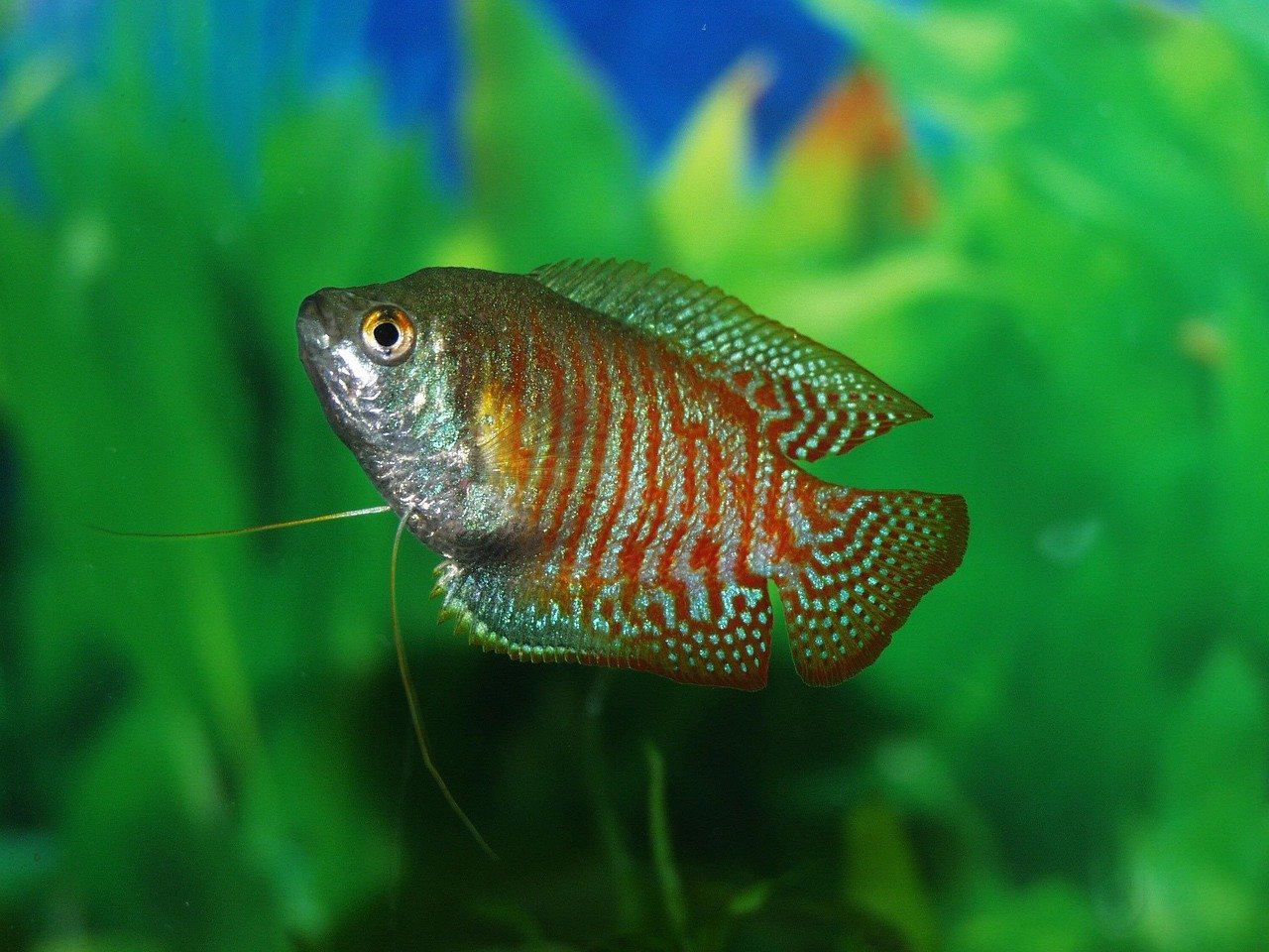 Gourami Fish: The Elegant Explorers (image credits: pixabay)