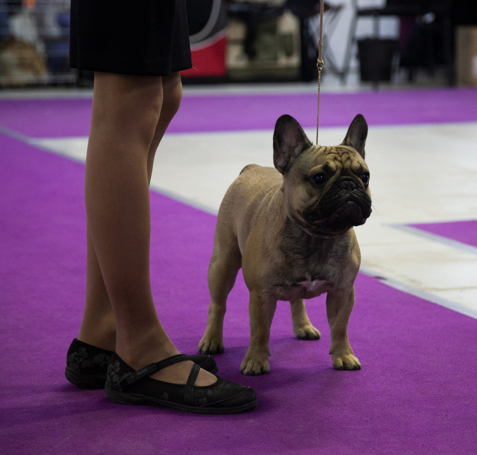 French Bulldog: A Clingy Companion (image credits: wikimedia)