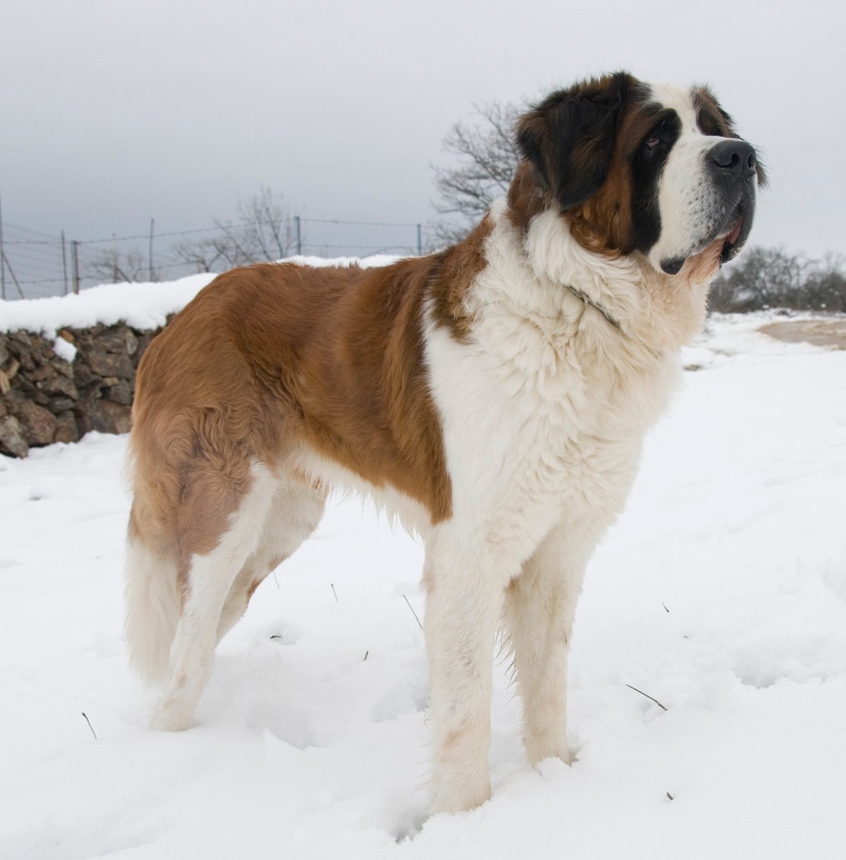 Saint Bernard: The Affectionate Giant (image credits: wikimedia)