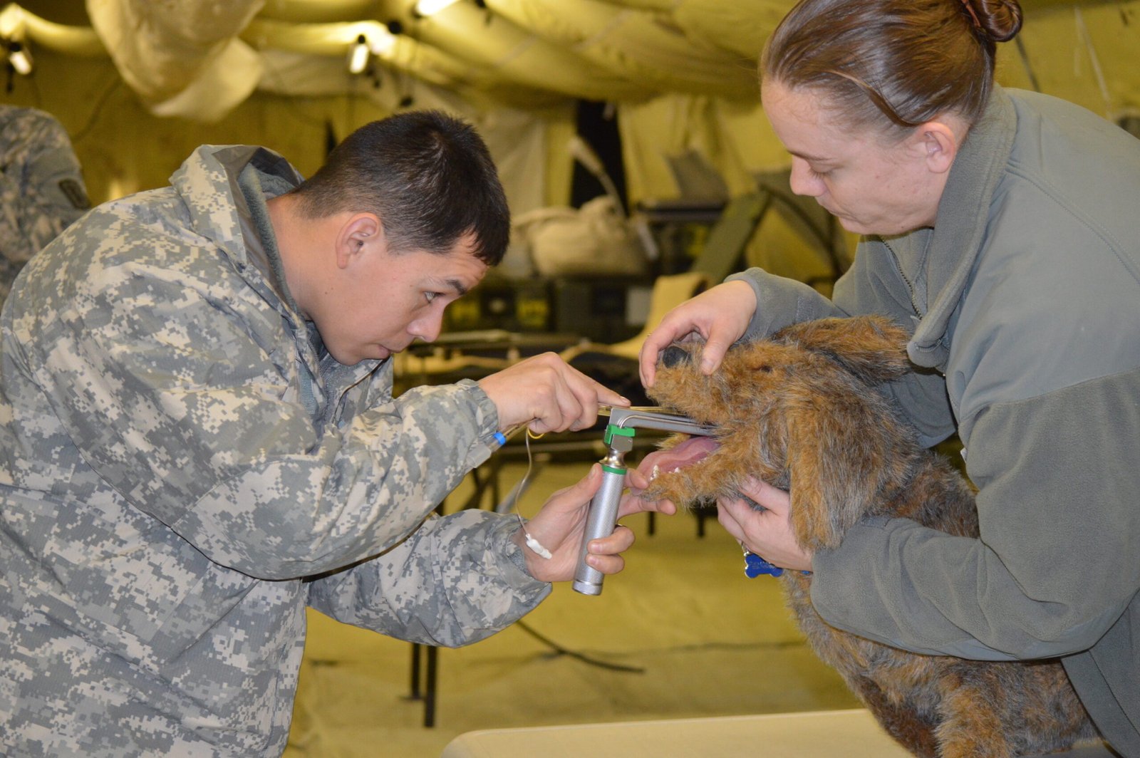 Regular Veterinary Check-Ups (image credits: wikimedia)