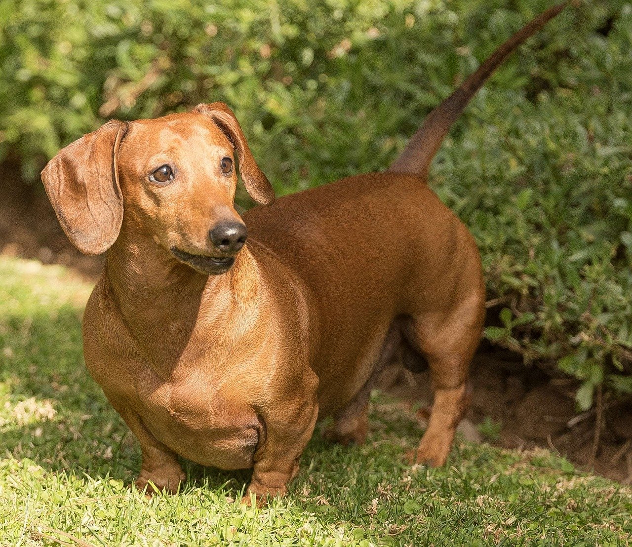 6. The Doting Dachshund (image credits: pixabay)