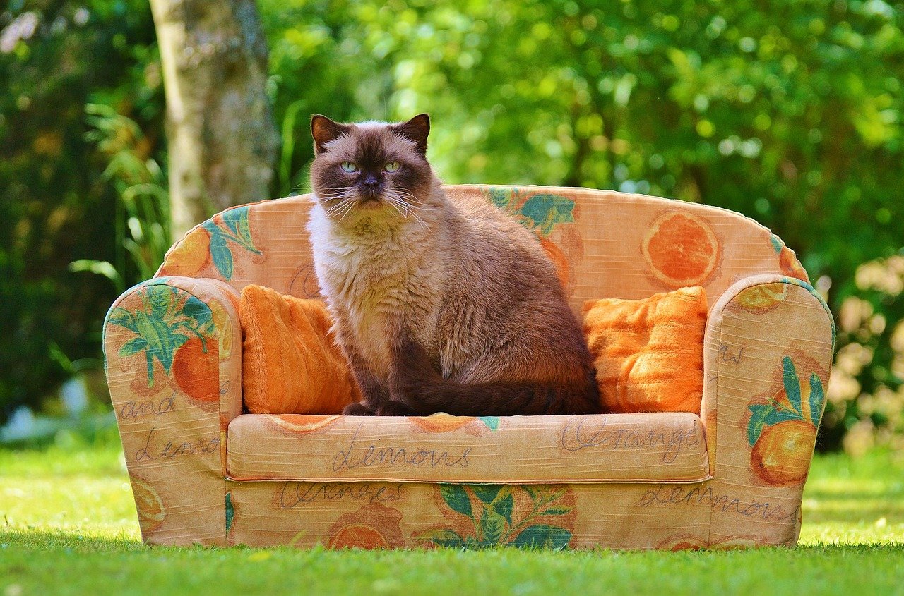 British Shorthair: The Plush Aristocrat (image credits: pixabay)