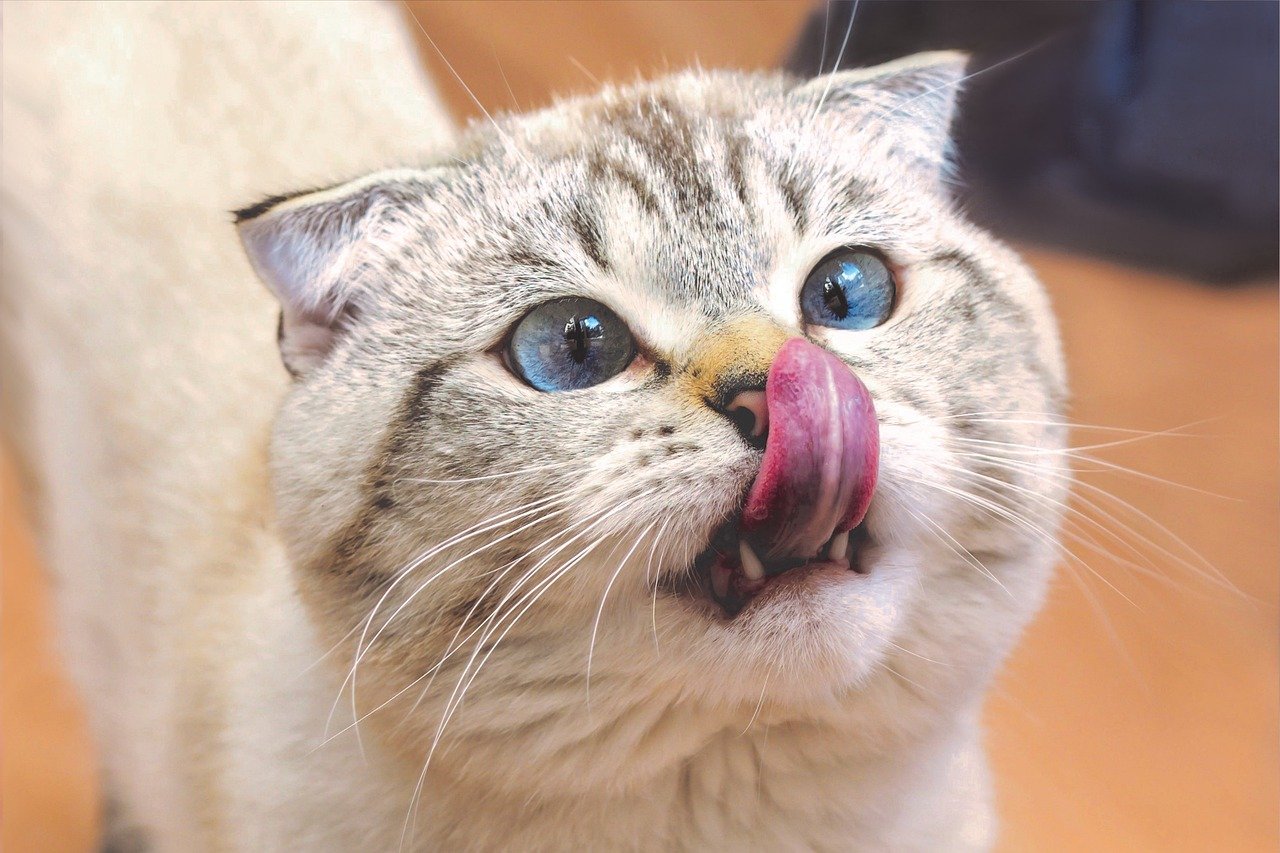 Scottish Fold: The Owl-Like Sweetheart (image credits: pixabay)