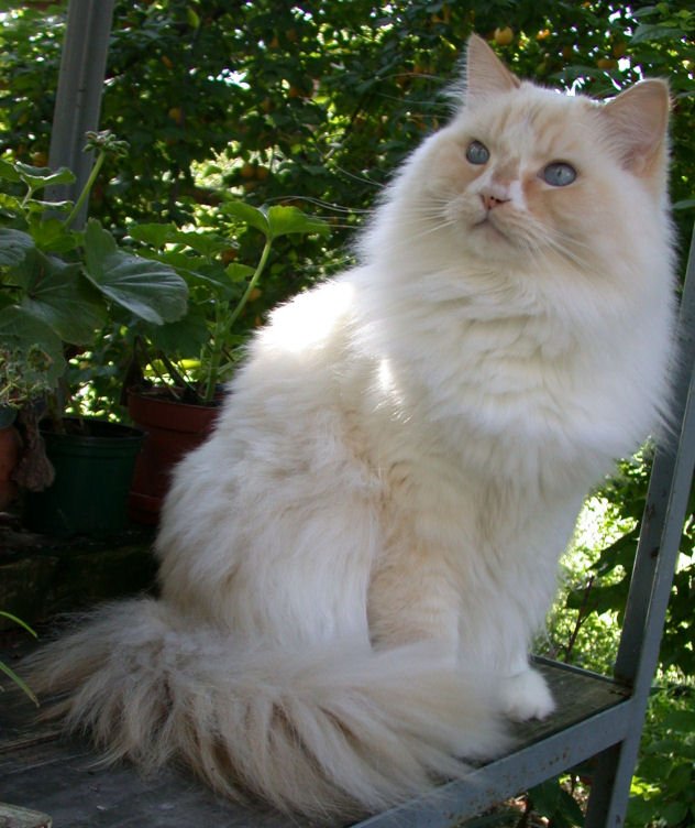 Ragamuffin: The Cuddly Comrade (image credits: wikimedia)