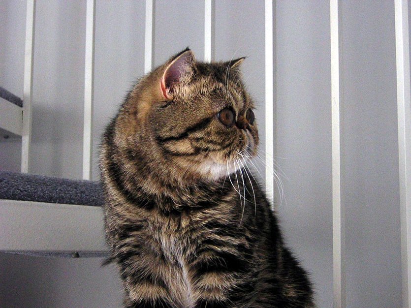 Exotic Shorthair: The Laid-Back Companion (image credits: wikimedia)