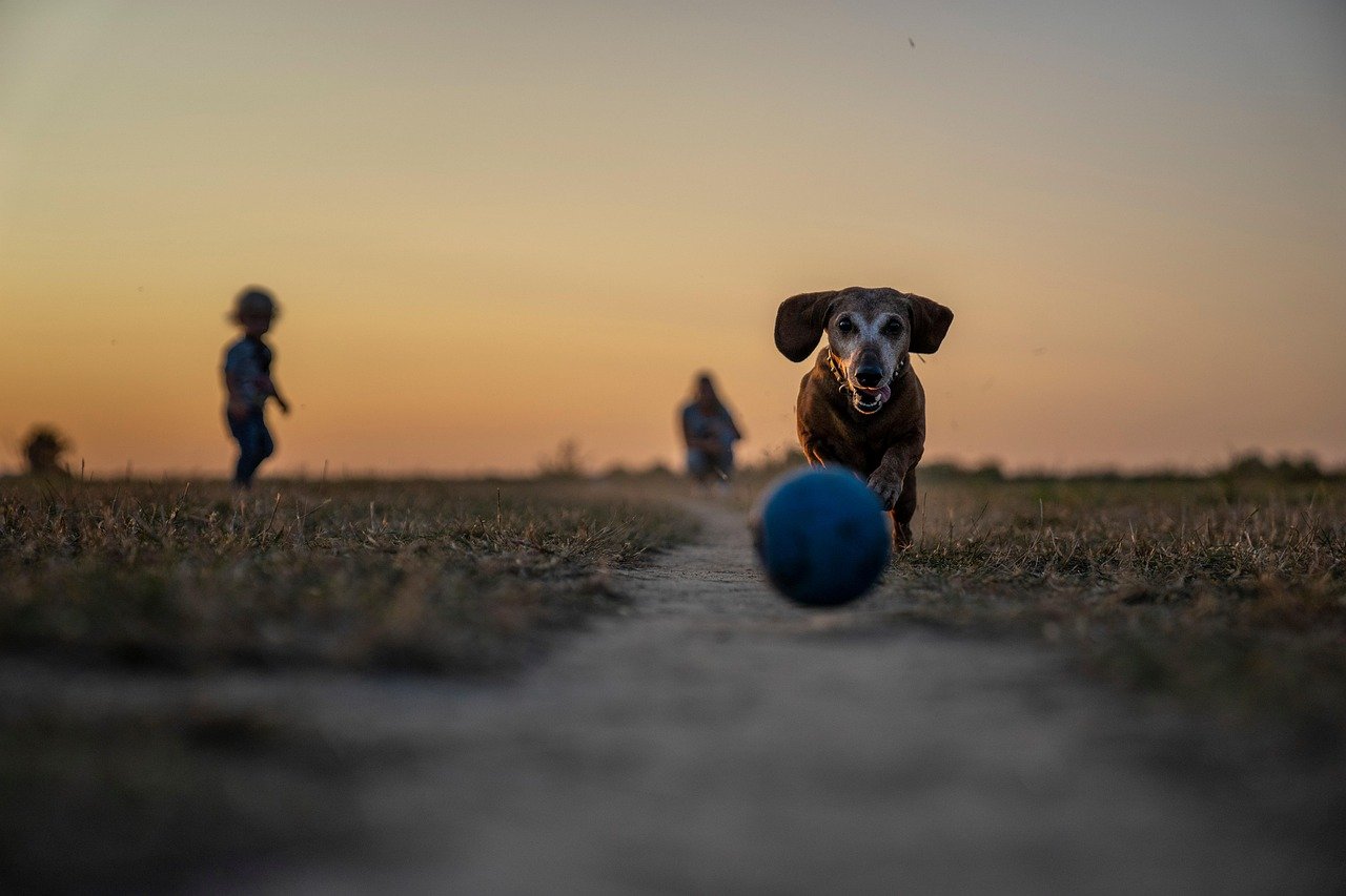 Playtime: The Joy of Interaction (image credits: pixabay)