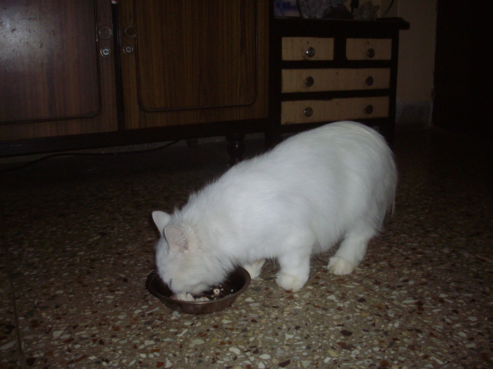 Dietary Needs and Considerations (image credits: wikimedia)