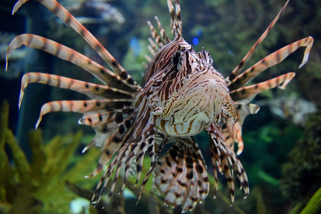 1. Lionfish: The Striped Assassin (image credits: pixabay)