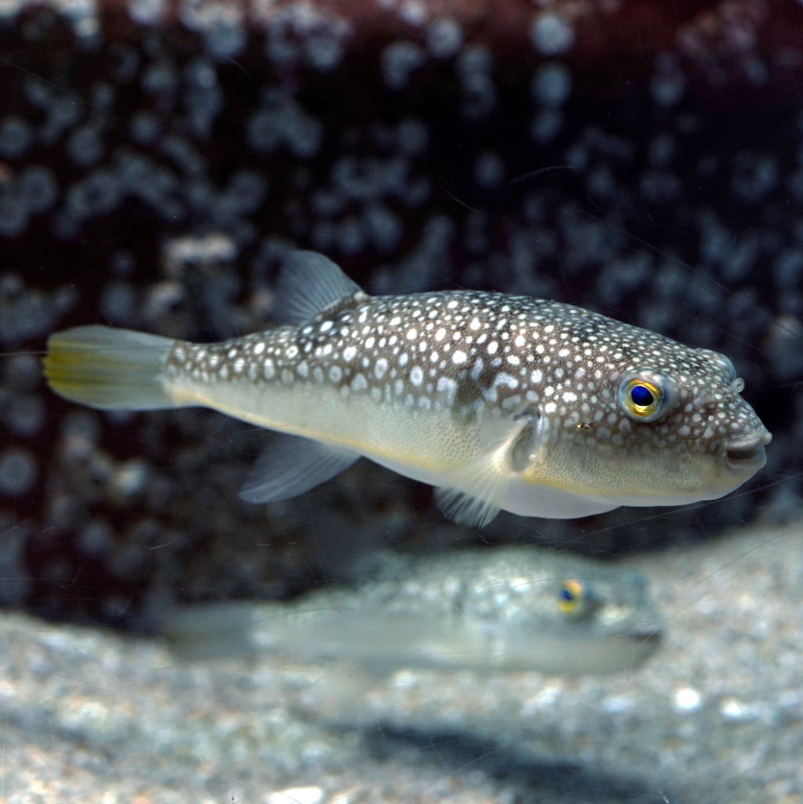 3. Pufferfish: The Inflatable Danger (image credits: wikimedia)