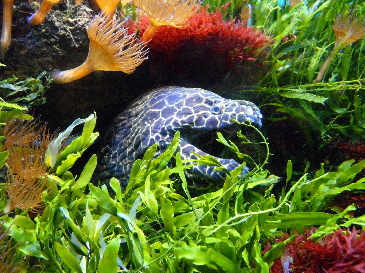 4. Moray Eels: Mighty and Dangerous (image credits: pixabay)