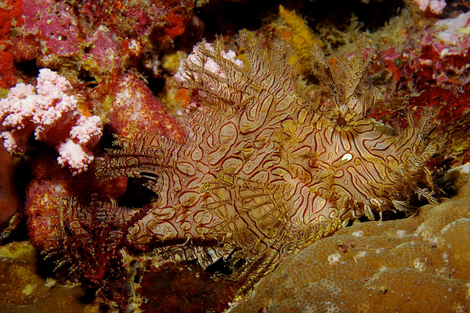 5. Scorpionfish: The Venomous Lurker (image credits: wikimedia)