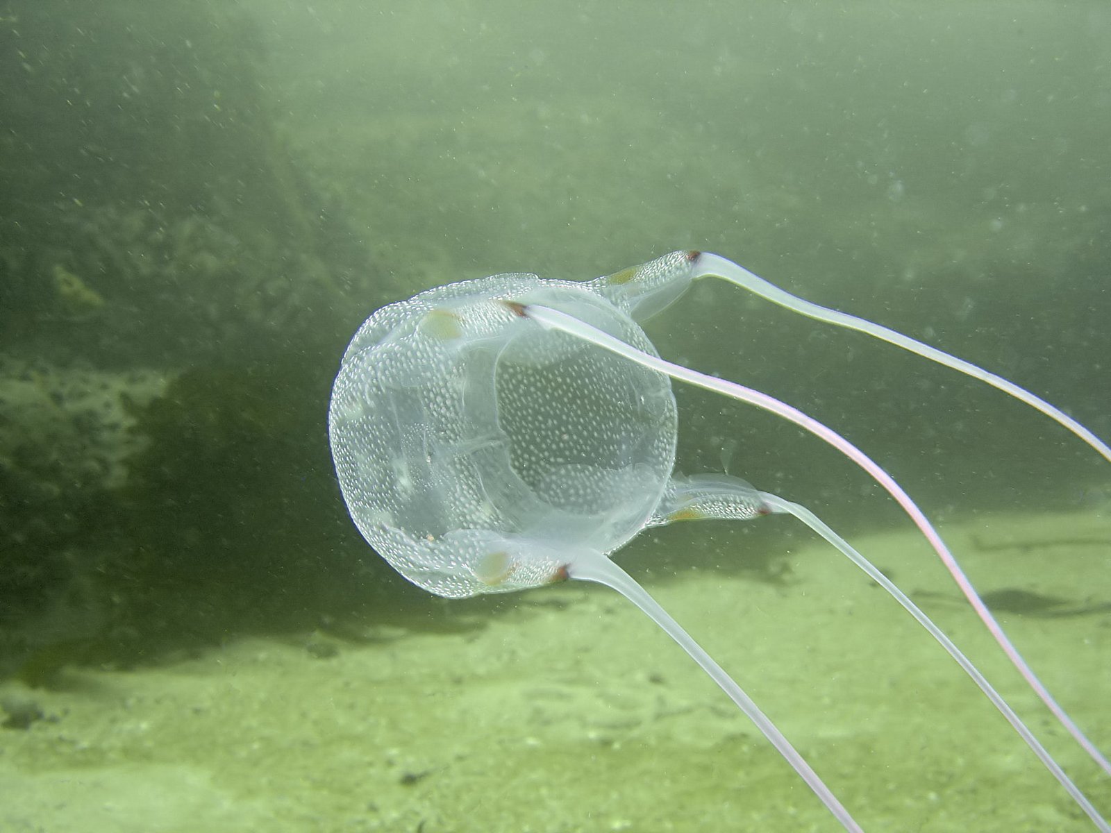 6. Box Jellyfish: The Ocean's Silent Killer (image credits: wikimedia)