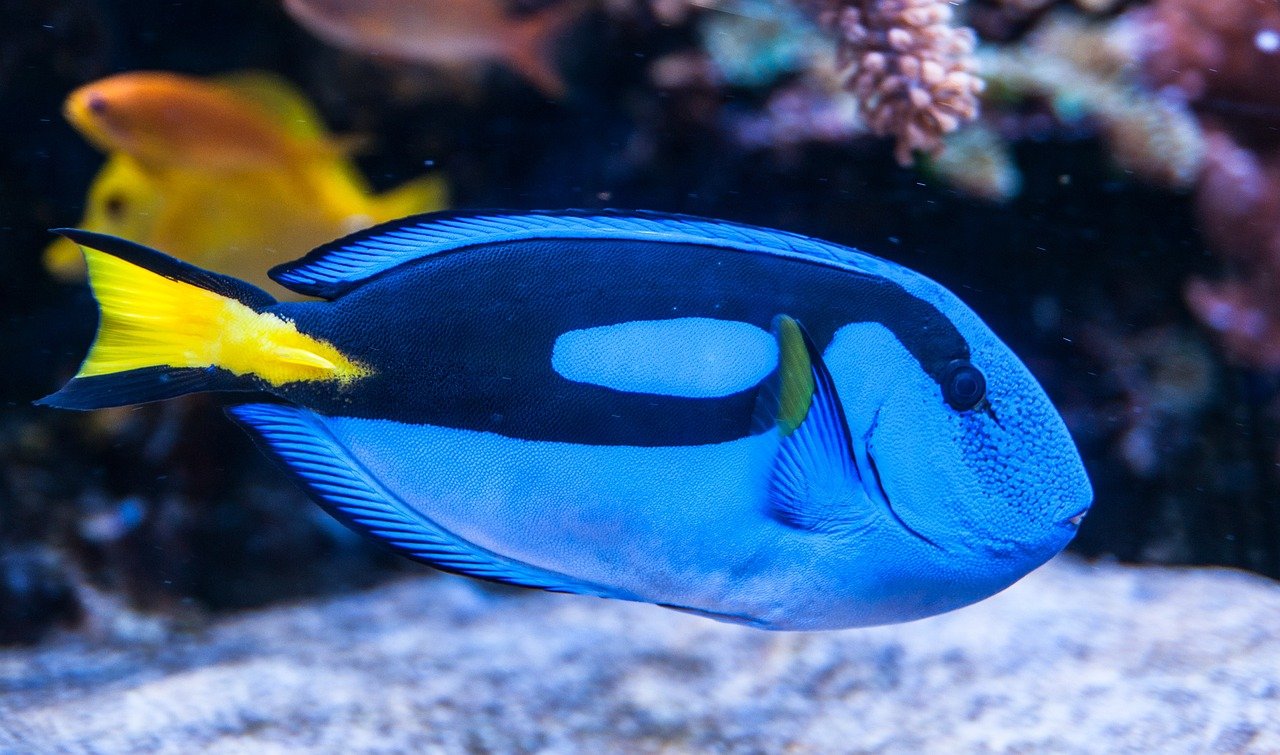 7. Surgeonfish: The Stealthy Cutter (image credits: pixabay)