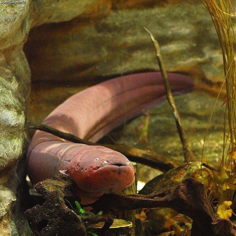 8. Electric Eel: Shockingly Beautiful (image credits: wikimedia)